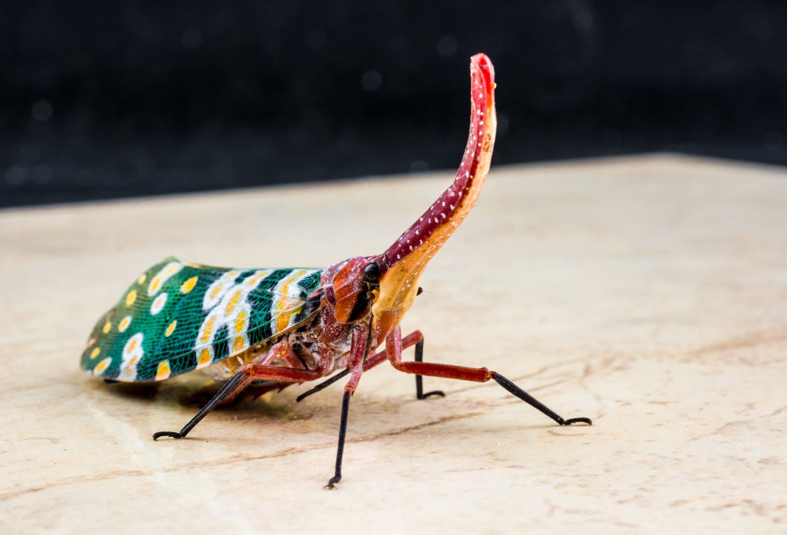 Nikon D5200 sample photo. Canthigaster cicada, fulgoromorpha, insect photography