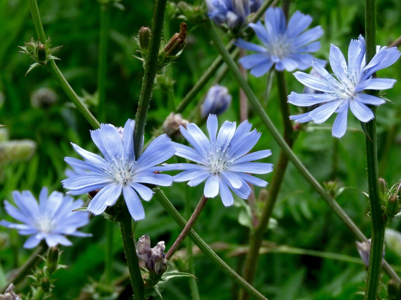 Canon PowerShot SX60 HS sample photo. Flower, chicory, blue photography