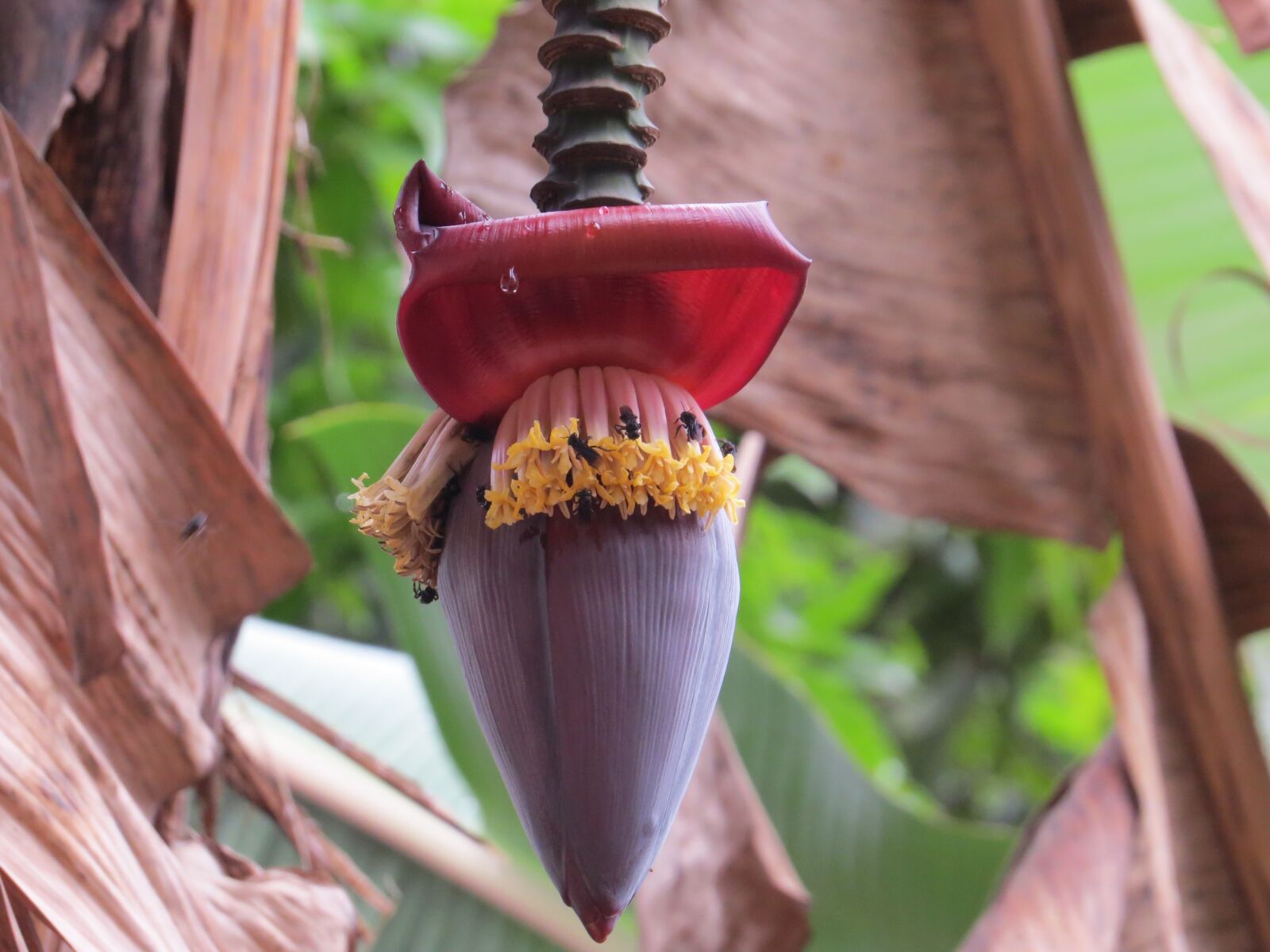 Canon PowerShot SX50 HS sample photo. Navel, banana tree, banana photography