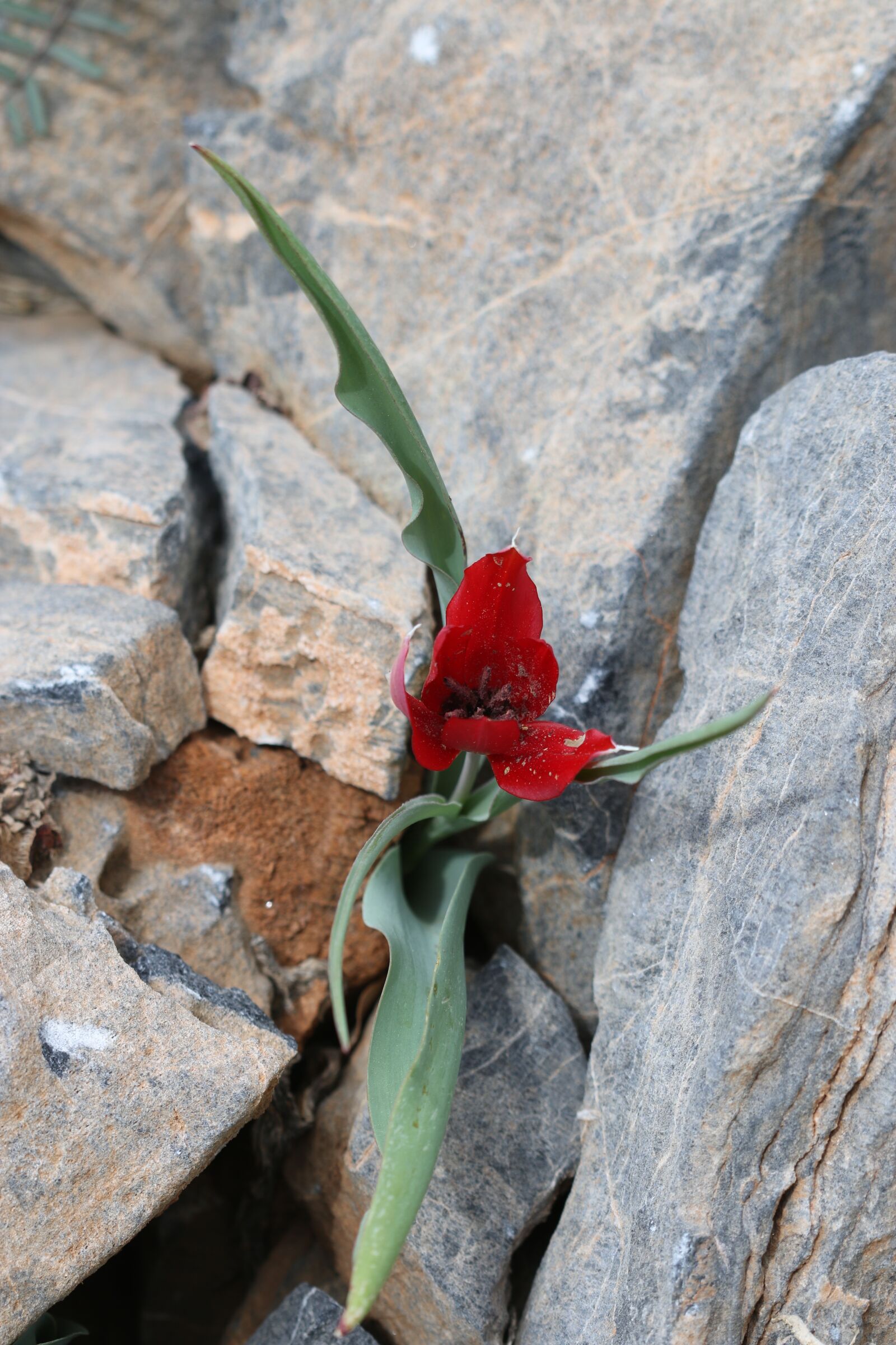 Canon EOS 70D + Canon EF 100mm F2.8 Macro USM sample photo. Tulips, green, red photography