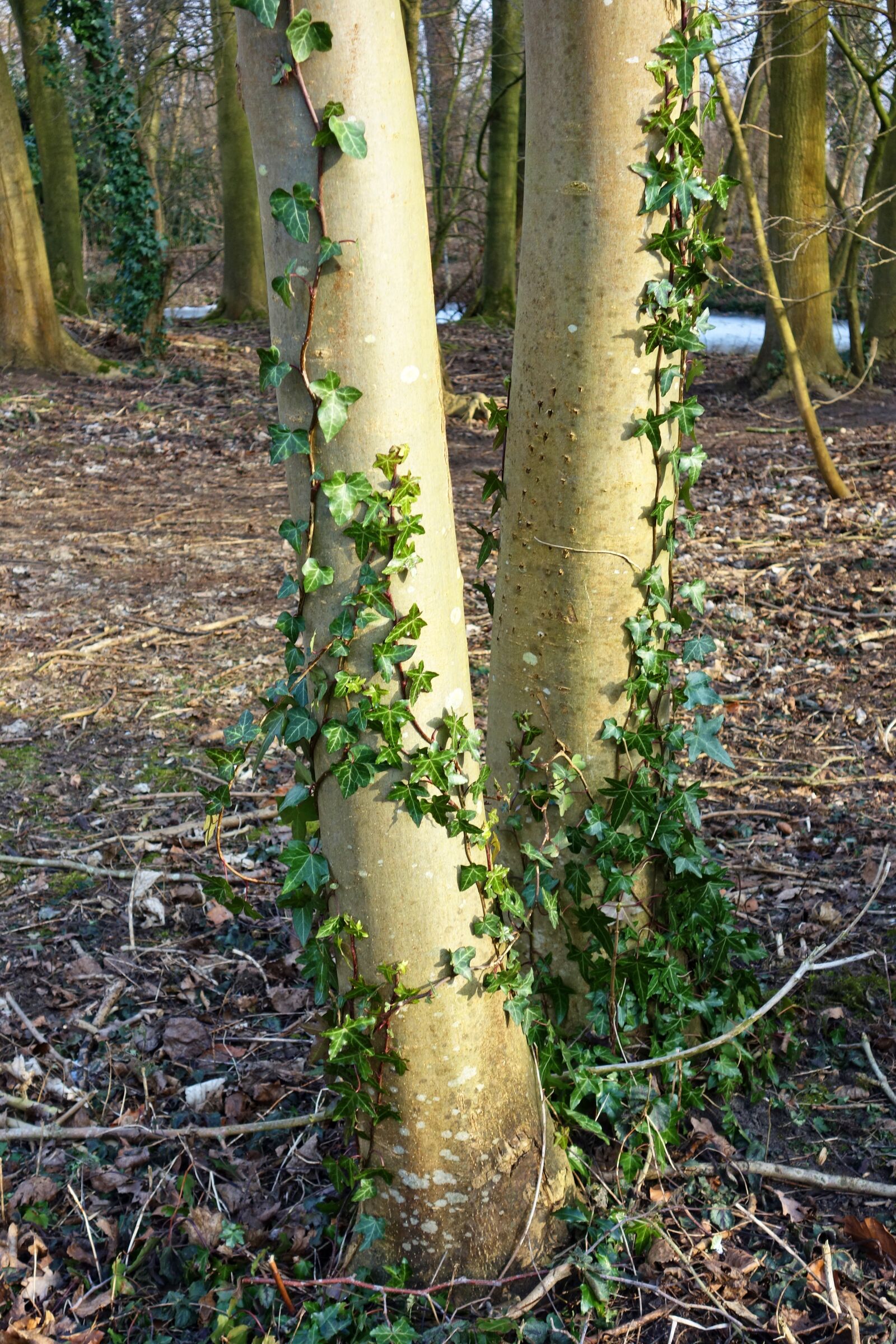 Sony Cyber-shot DSC-RX100 sample photo. Tree, trunk, bark photography