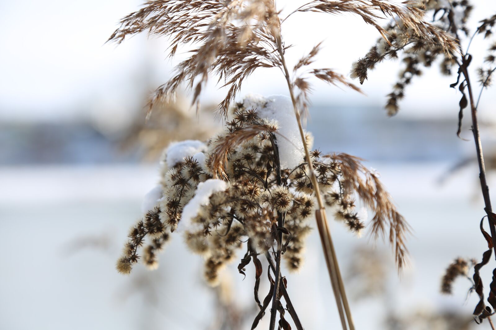 Canon EF 24-105mm F4L IS USM sample photo. Hoarfrost, cold, winter photography