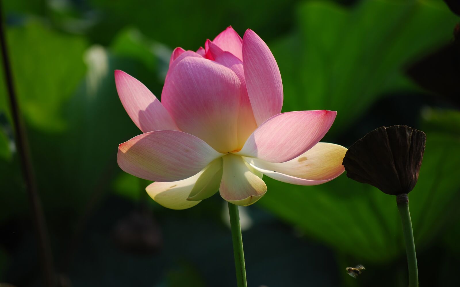 Nikon D40X sample photo. Flower, lotus, pink photography