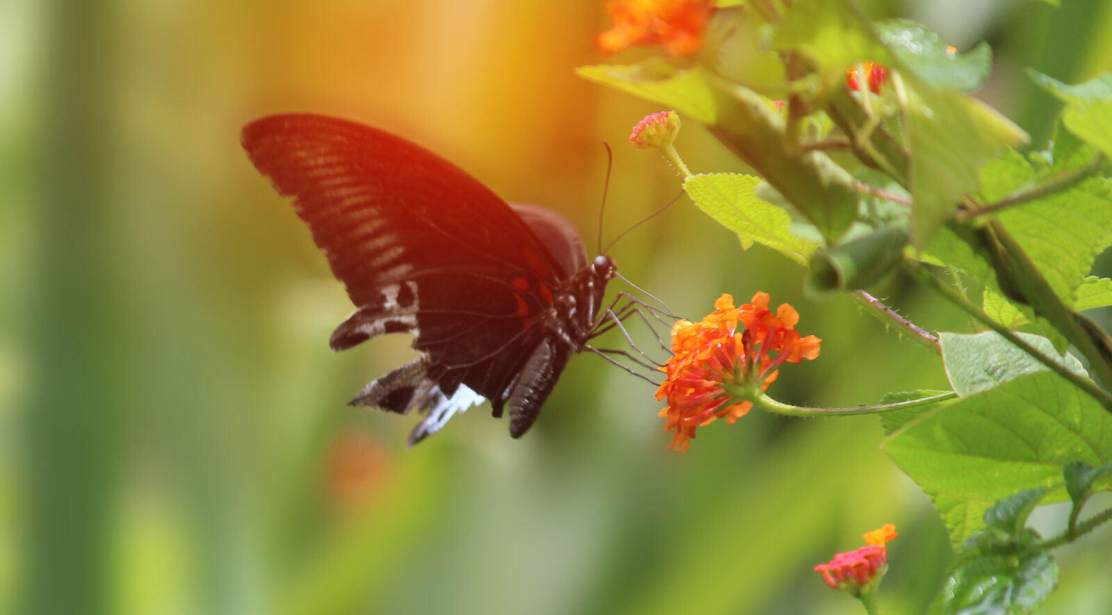 Canon EOS 1200D (EOS Rebel T5 / EOS Kiss X70 / EOS Hi) sample photo. Butterflies, butterfly, butterfly, on photography