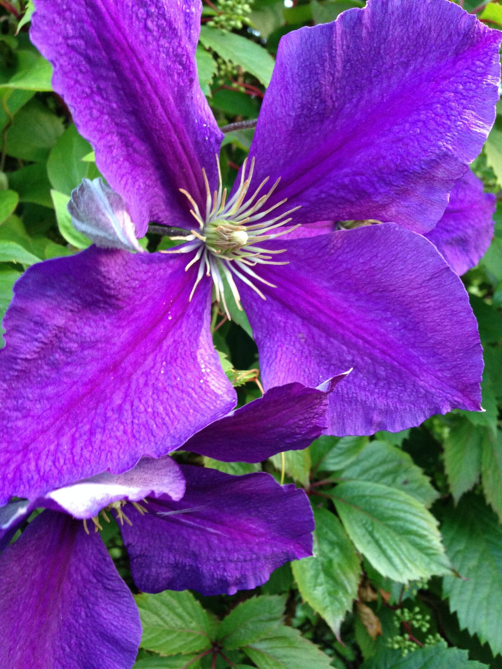 iPhone 5 back camera 4.12mm f/2.4 sample photo. Flowers, blue flower, botany photography