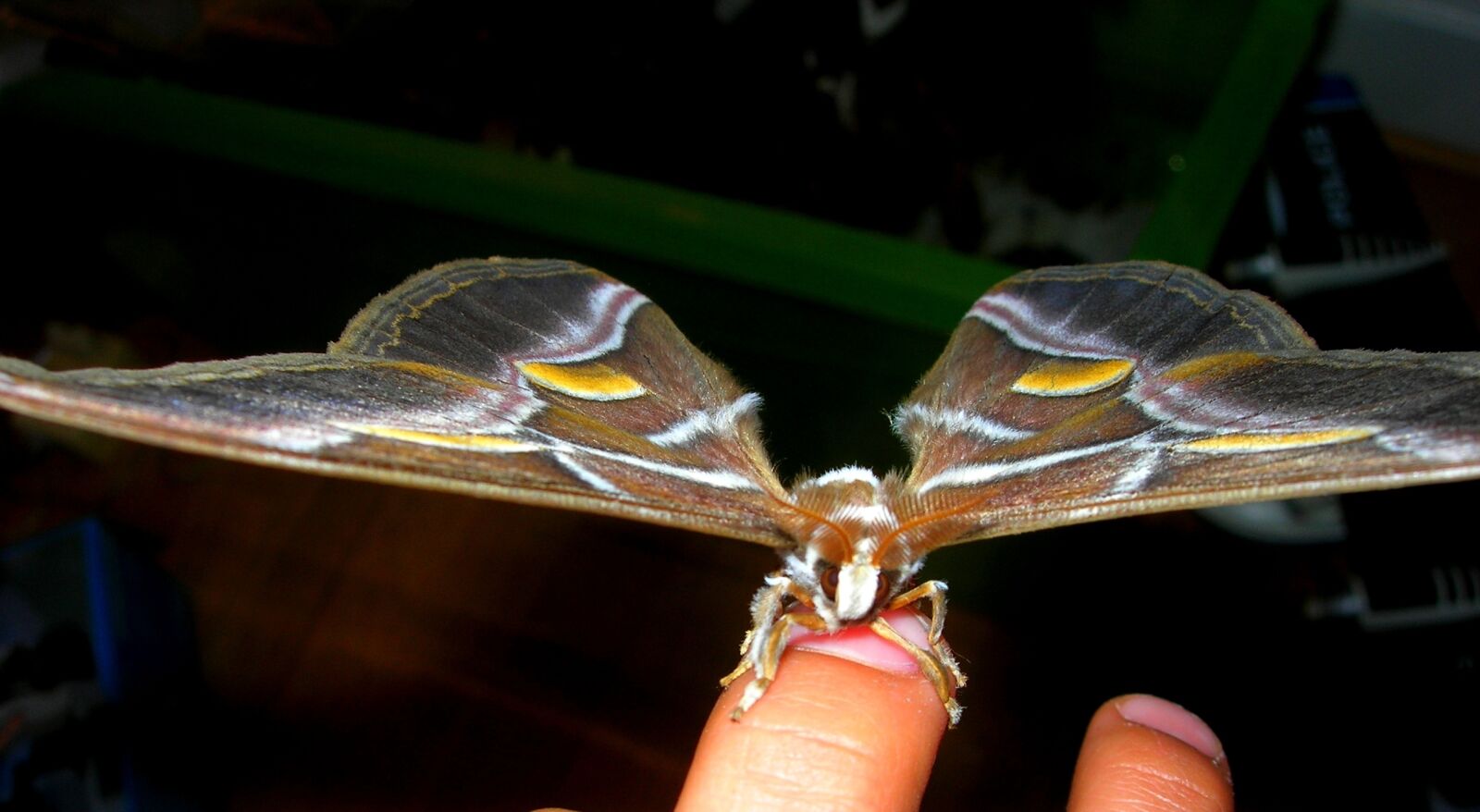Nikon E5900 sample photo. Butterfly, bombyx, nature photography