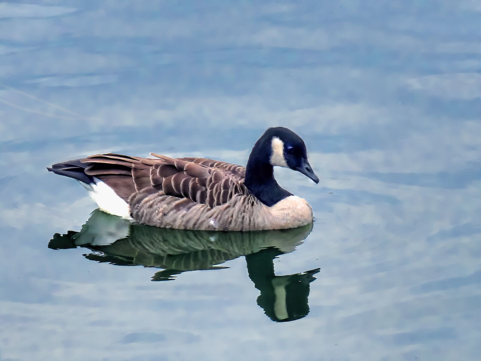Canon PowerShot SX60 HS sample photo. Duck, swimming, colorful photography