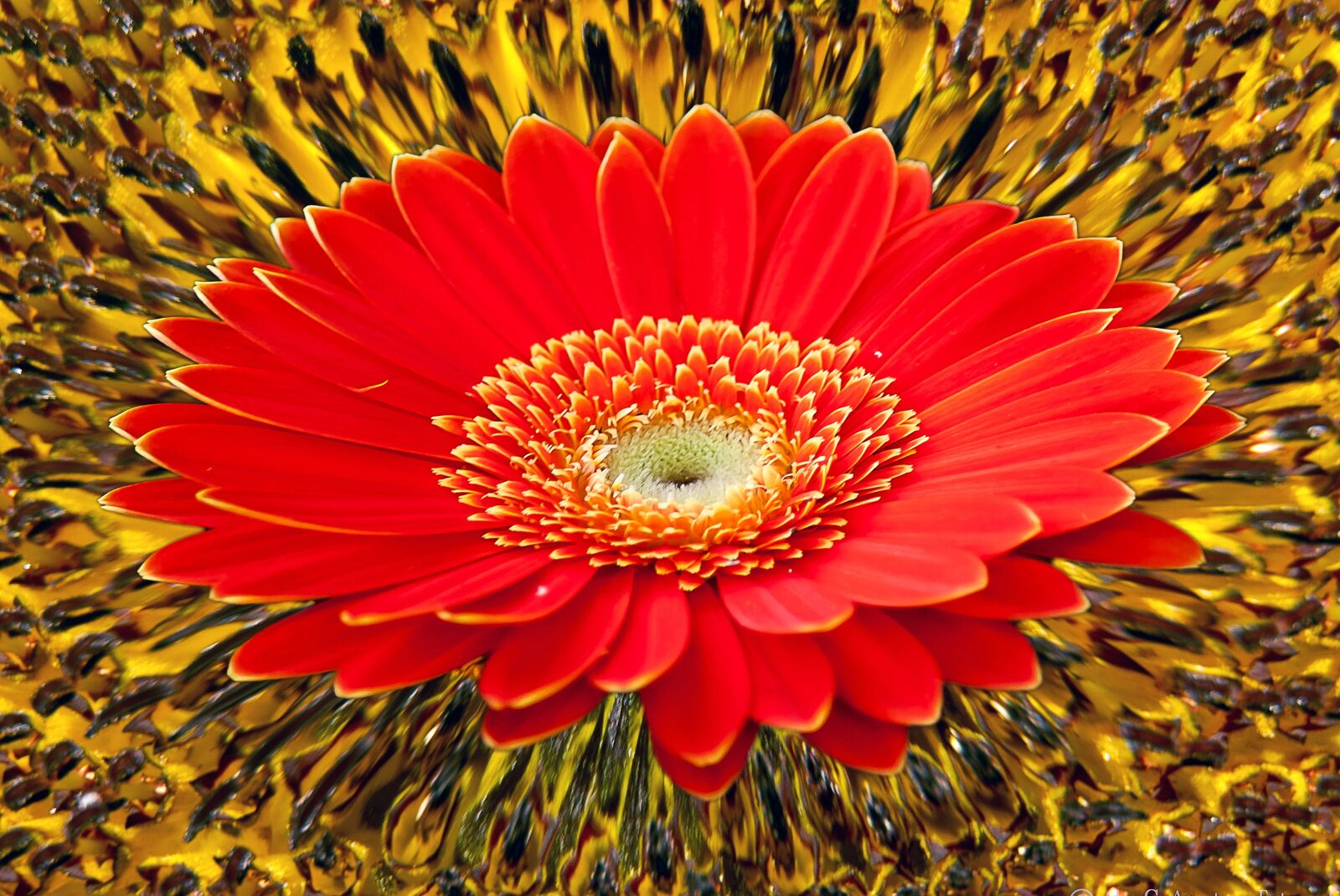 Nikon D3000 sample photo. Gerbera, sunflower, background photography