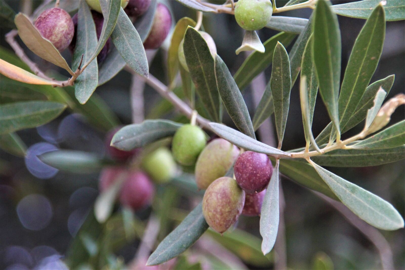 Canon EOS 500D (EOS Rebel T1i / EOS Kiss X3) sample photo. Olives, olivenast, olive tree photography