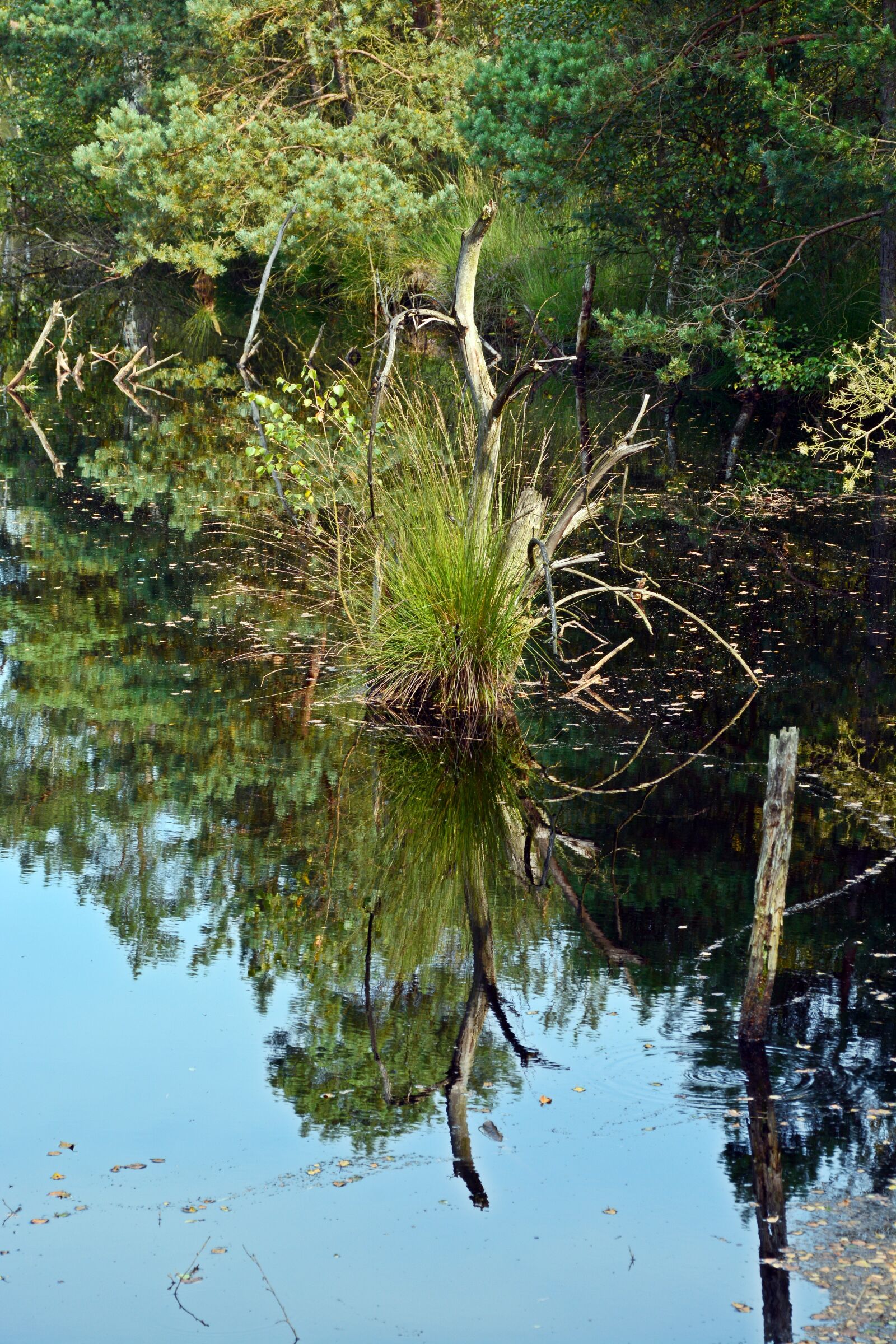 Nikon D5200 sample photo. Moor, mirroring, water photography