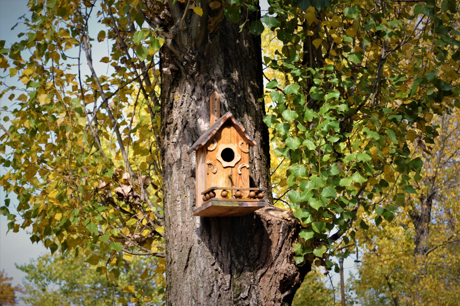 Nikon D3100 sample photo. Fall, autumn, birdhouse photography