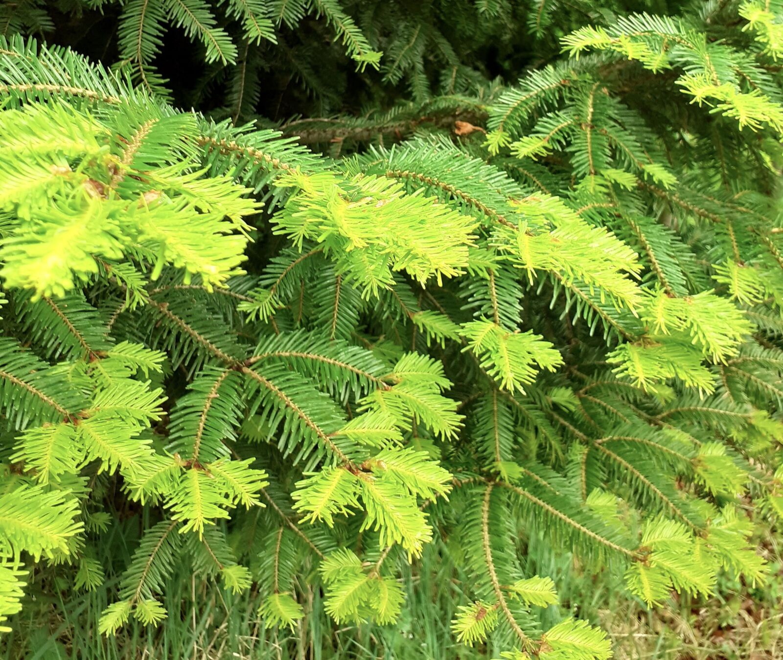 Samsung SM-A202F sample photo. Forest, fir, green photography