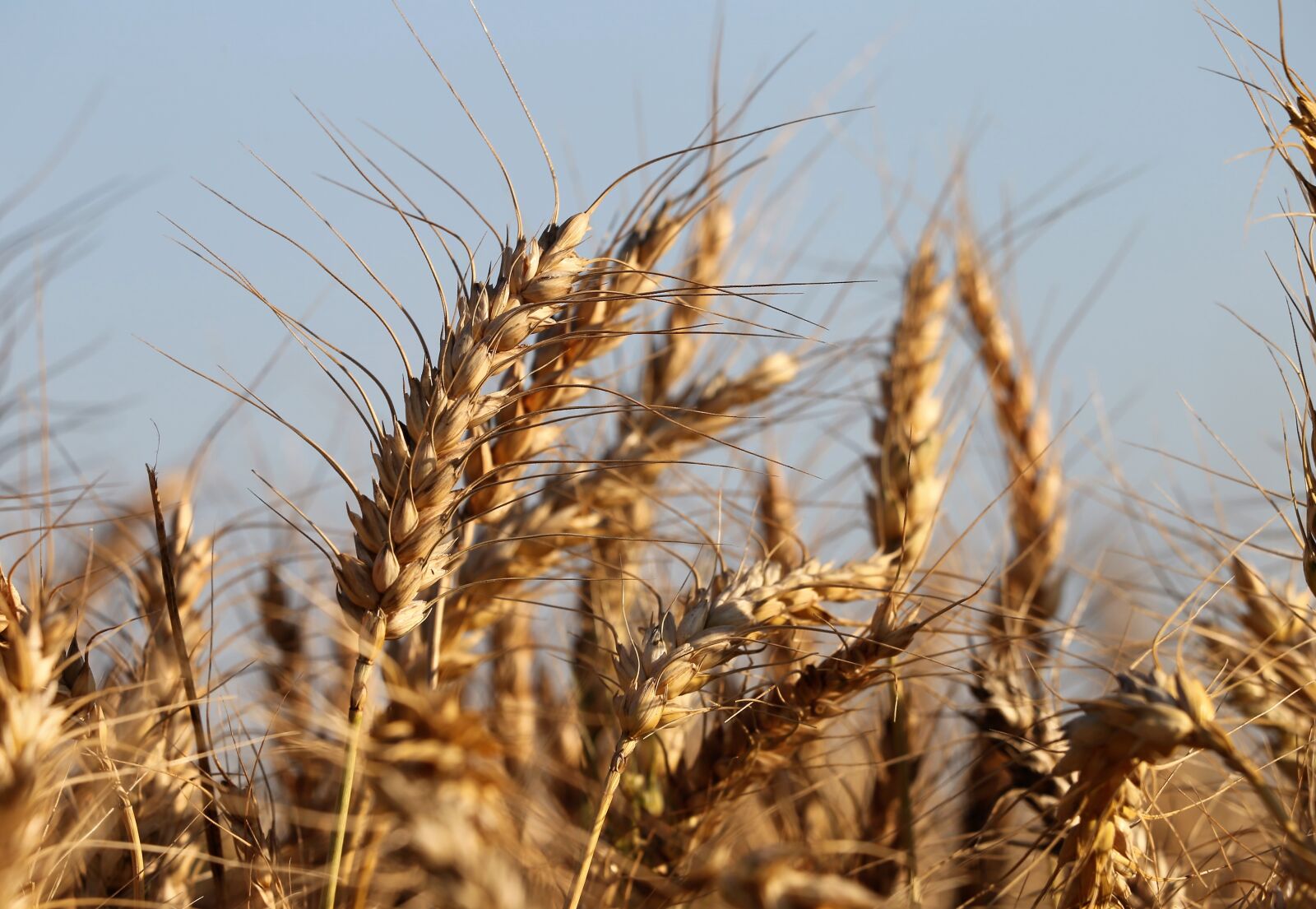 Canon EF 70-300 F4-5.6 IS II USM sample photo. Agriculture, wheat, plant photography