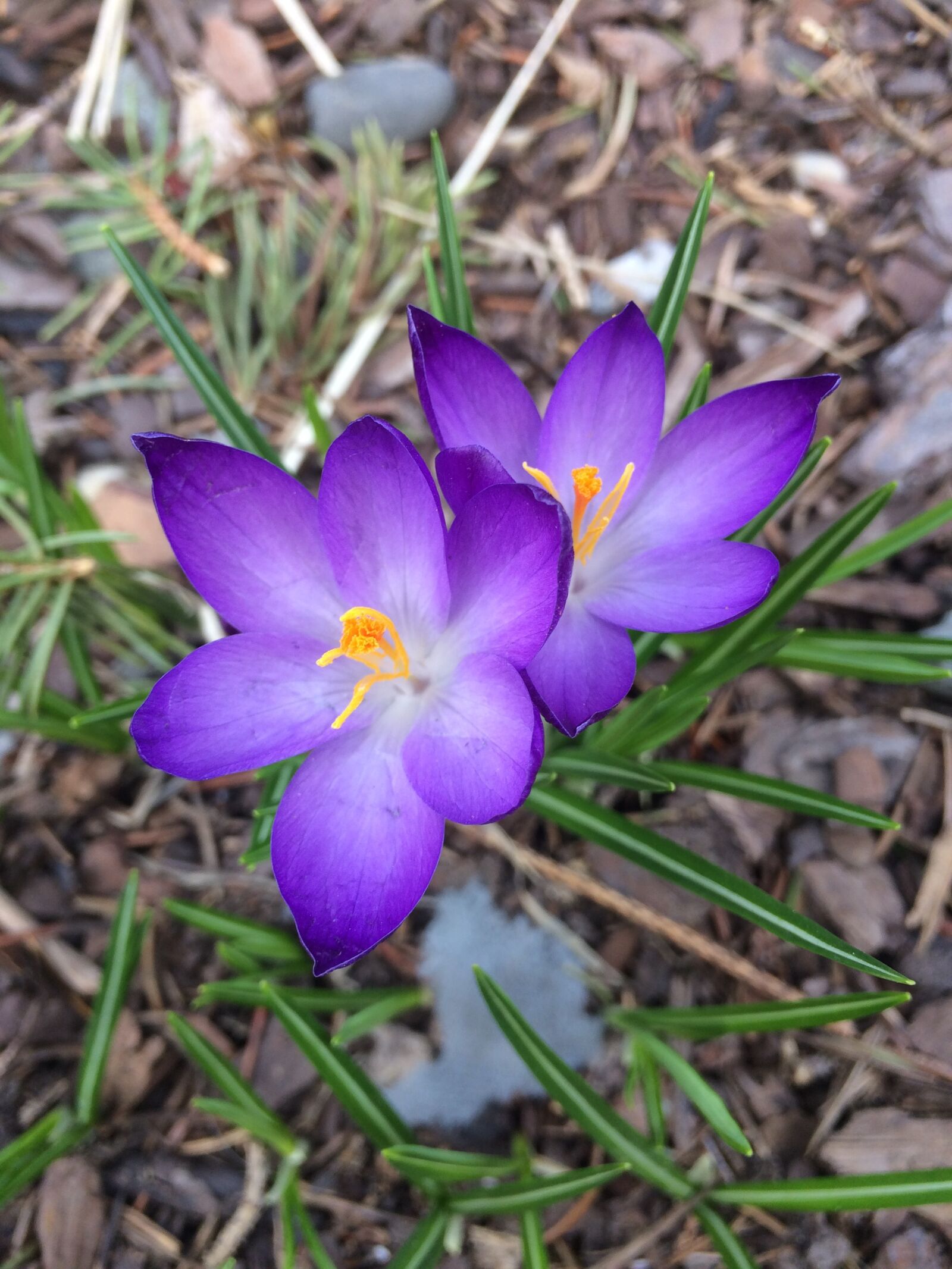 iPhone 5s back camera 4.15mm f/2.2 sample photo. Flowers, purple, spring photography