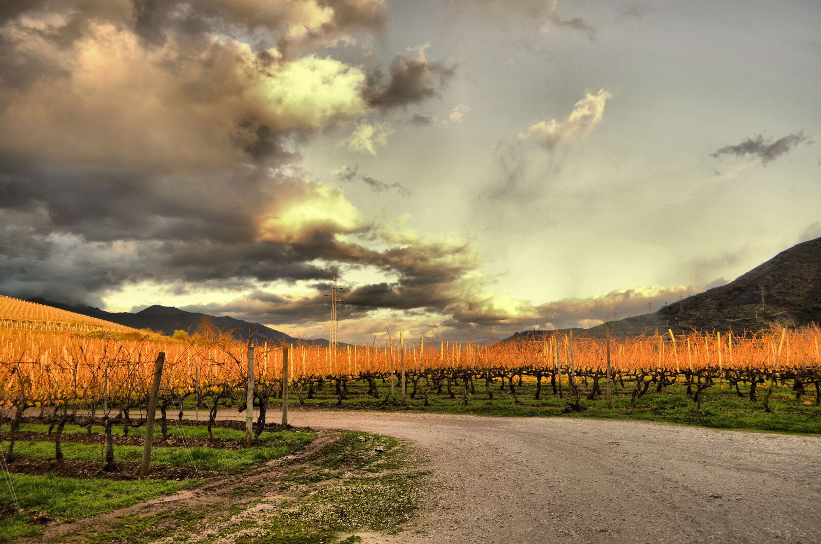 Nikon D5100 sample photo. Vineyard, strain, vine photography