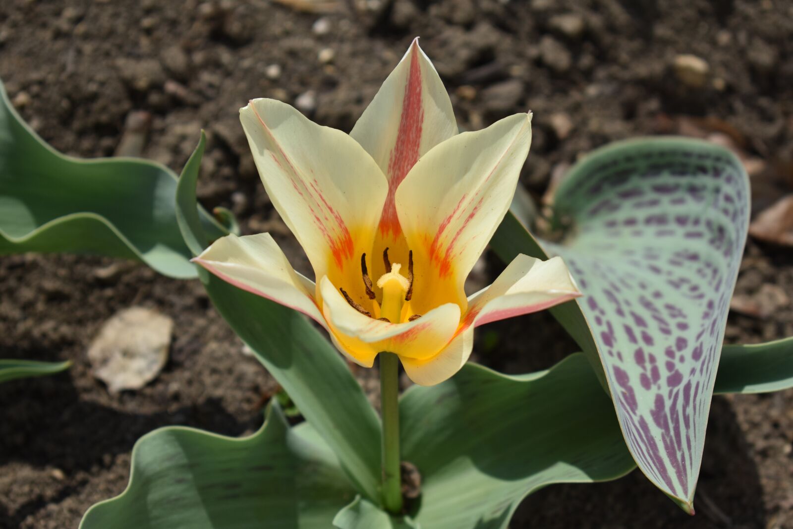 Nikon D3400 sample photo. Tulip, garden, flower photography
