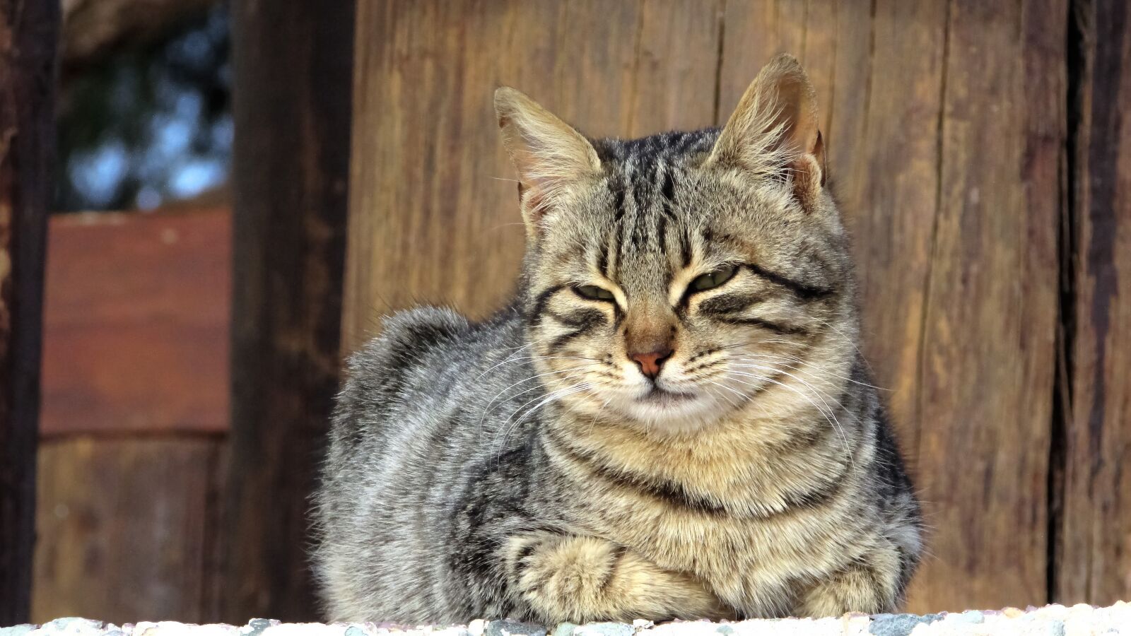 Canon PowerShot SX400 IS sample photo. Cat, stray, face photography