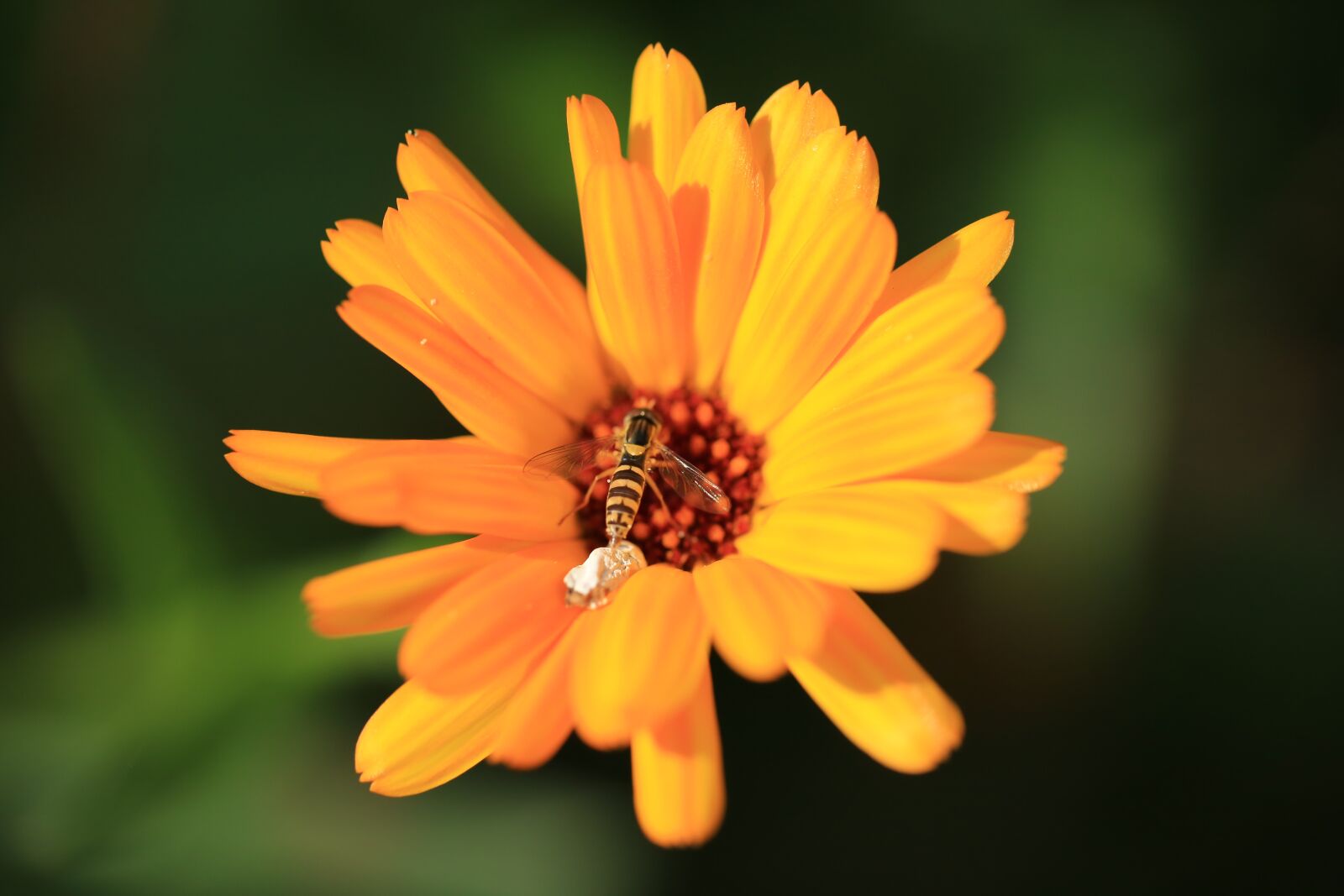 Canon EF 100mm F2.8L Macro IS USM sample photo. Flower, blossom, bloom photography