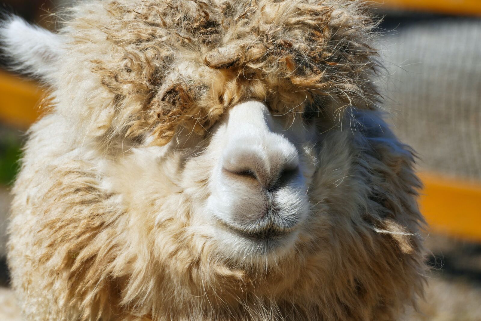 Panasonic Lumix DMC-FZ1000 sample photo. Alpaca, head, livestock photography