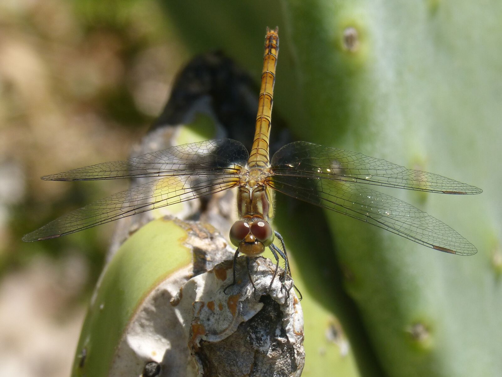 Panasonic DMC-FZ62 sample photo. Yellow dragonfly, sympetrum striolatum photography