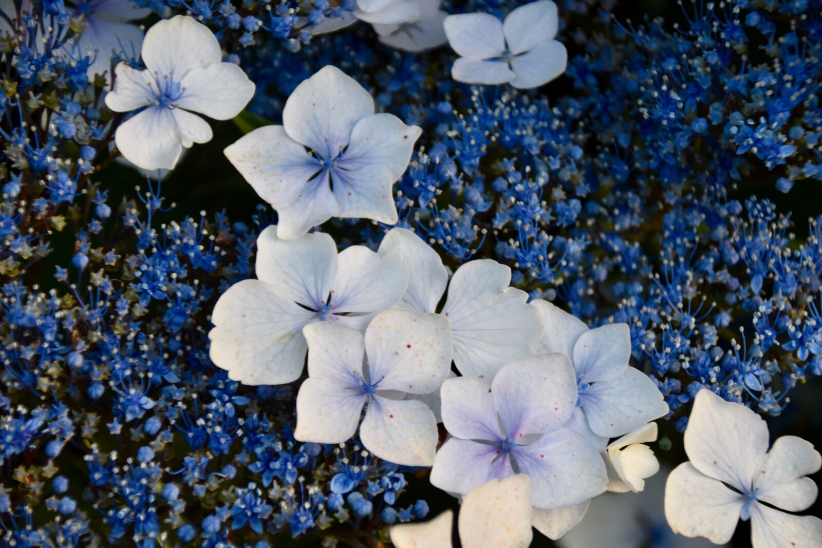 Nikon D5600 sample photo. Flower, flower hydrangea, hydrangea photography