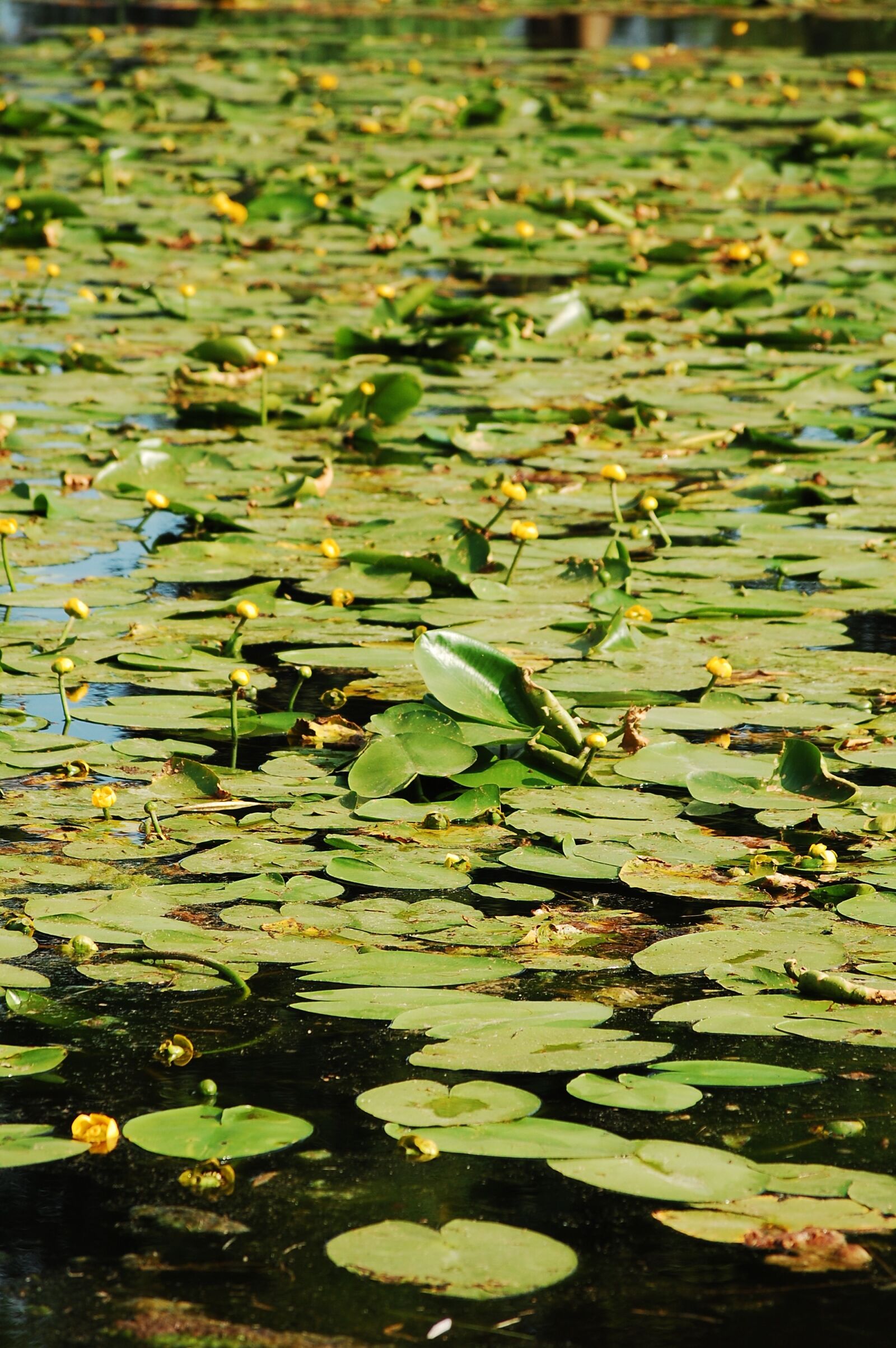 Nikon D40 sample photo. Pond, teichplanze, green photography