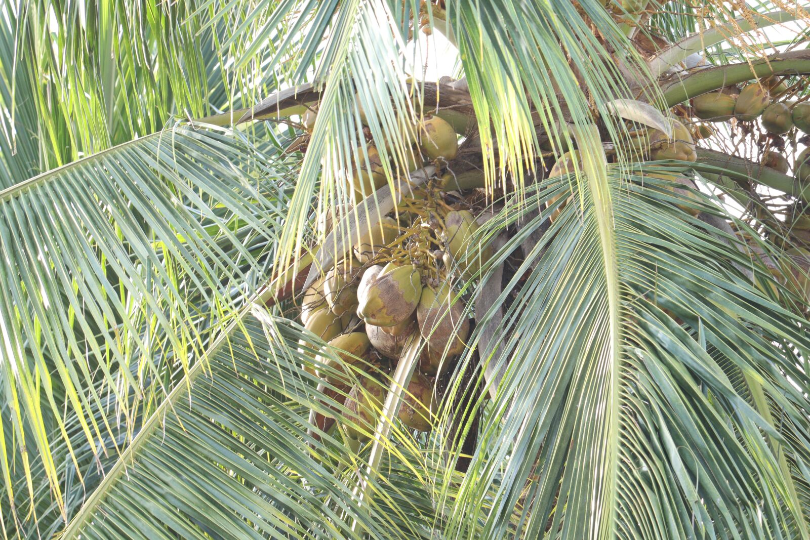 Canon EOS 250D (EOS Rebel SL3 / EOS Kiss X10 / EOS 200D II) sample photo. Coconut, tree, leaf photography