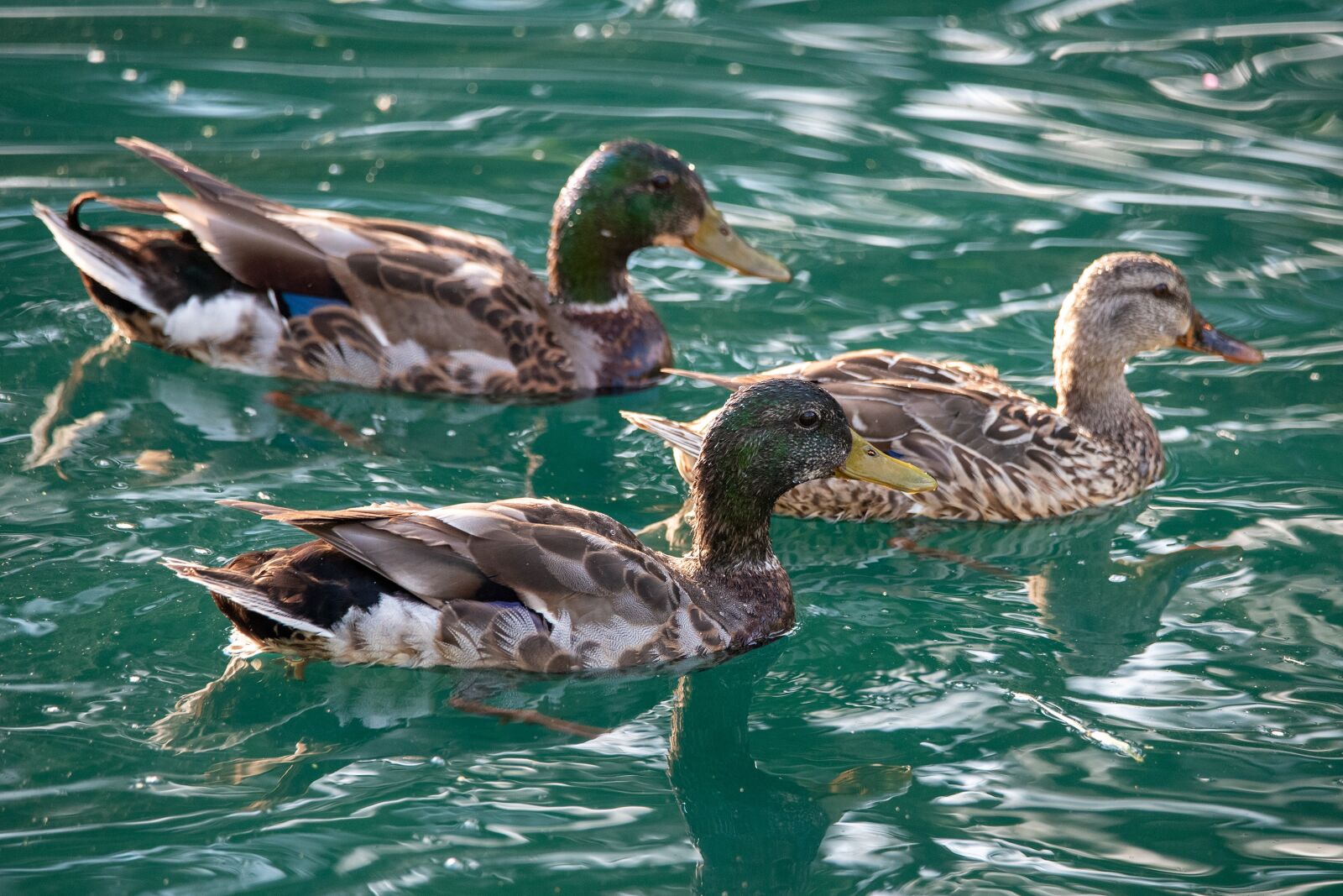 Nikon D750 sample photo. Duck, mallard duck, mallard photography