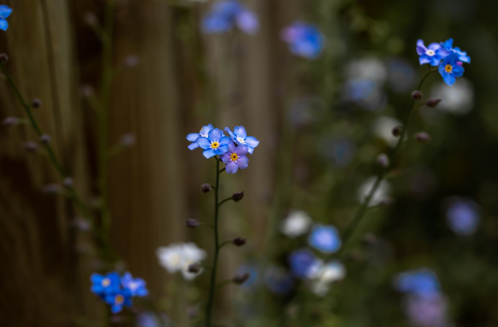 Canon EF-S 60mm F2.8 Macro USM sample photo. Forget me not, flower photography