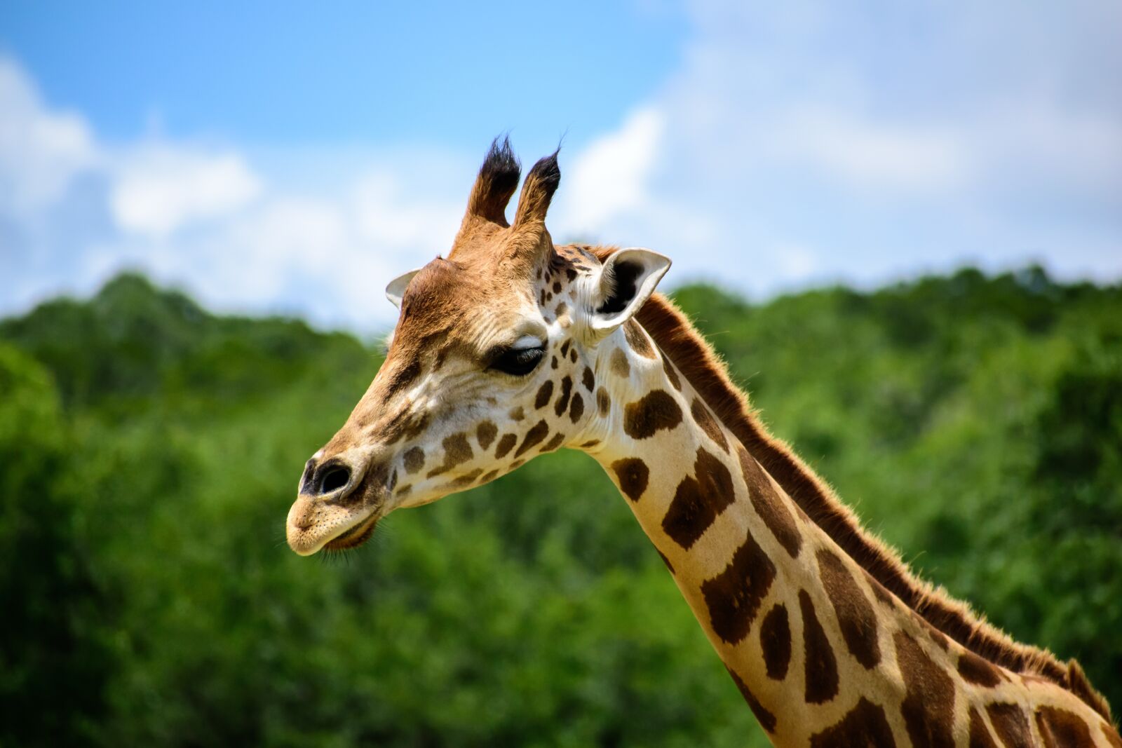Nikon D3500 sample photo. Giraffe, neck, nature photography