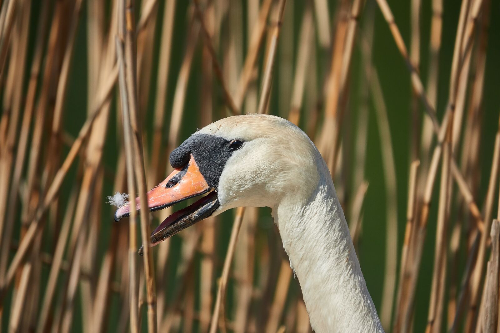Sony Cyber-shot DSC-RX10 IV sample photo. Swan, reed, nature photography