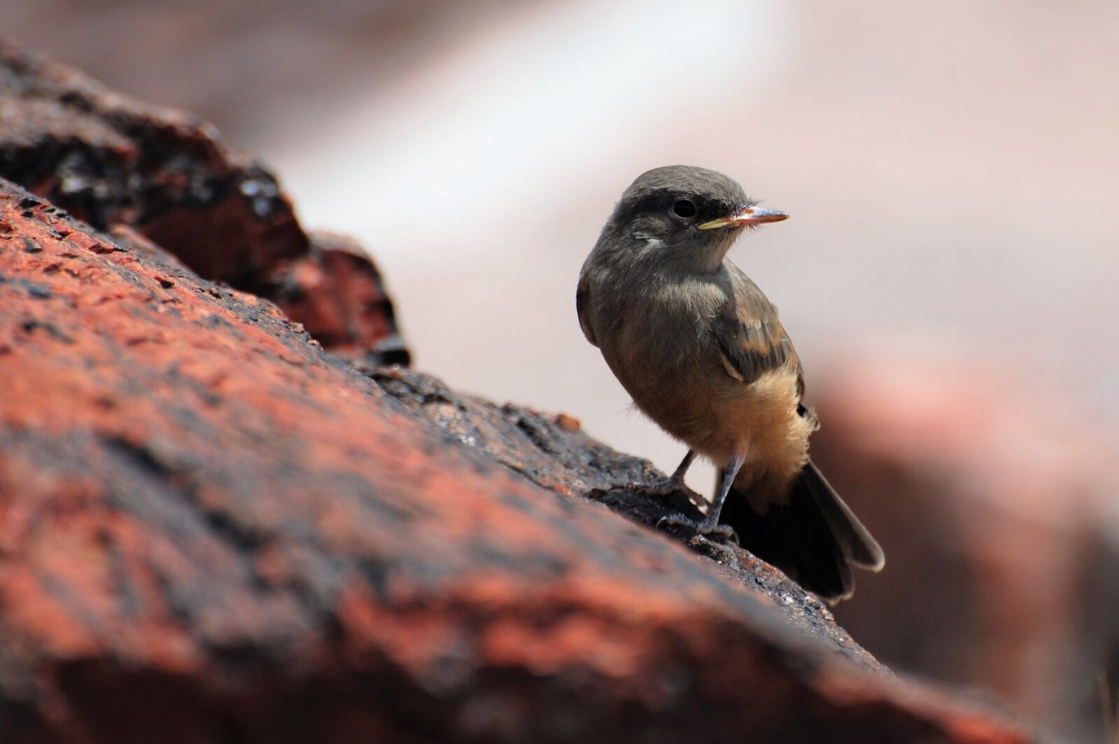 Nikon D80 sample photo. Empidonax, old world flycatcher photography