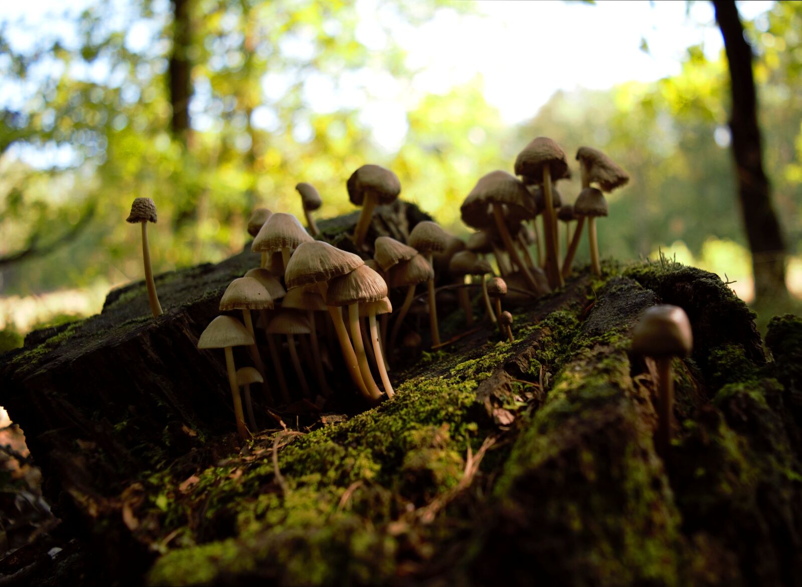 Nikon D5300 sample photo. Autumn, mushrooms, stump photography