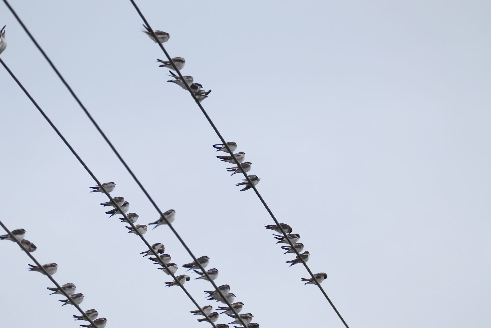 Canon EOS M50 (EOS Kiss M) sample photo. Swallows, swarm, power cable photography