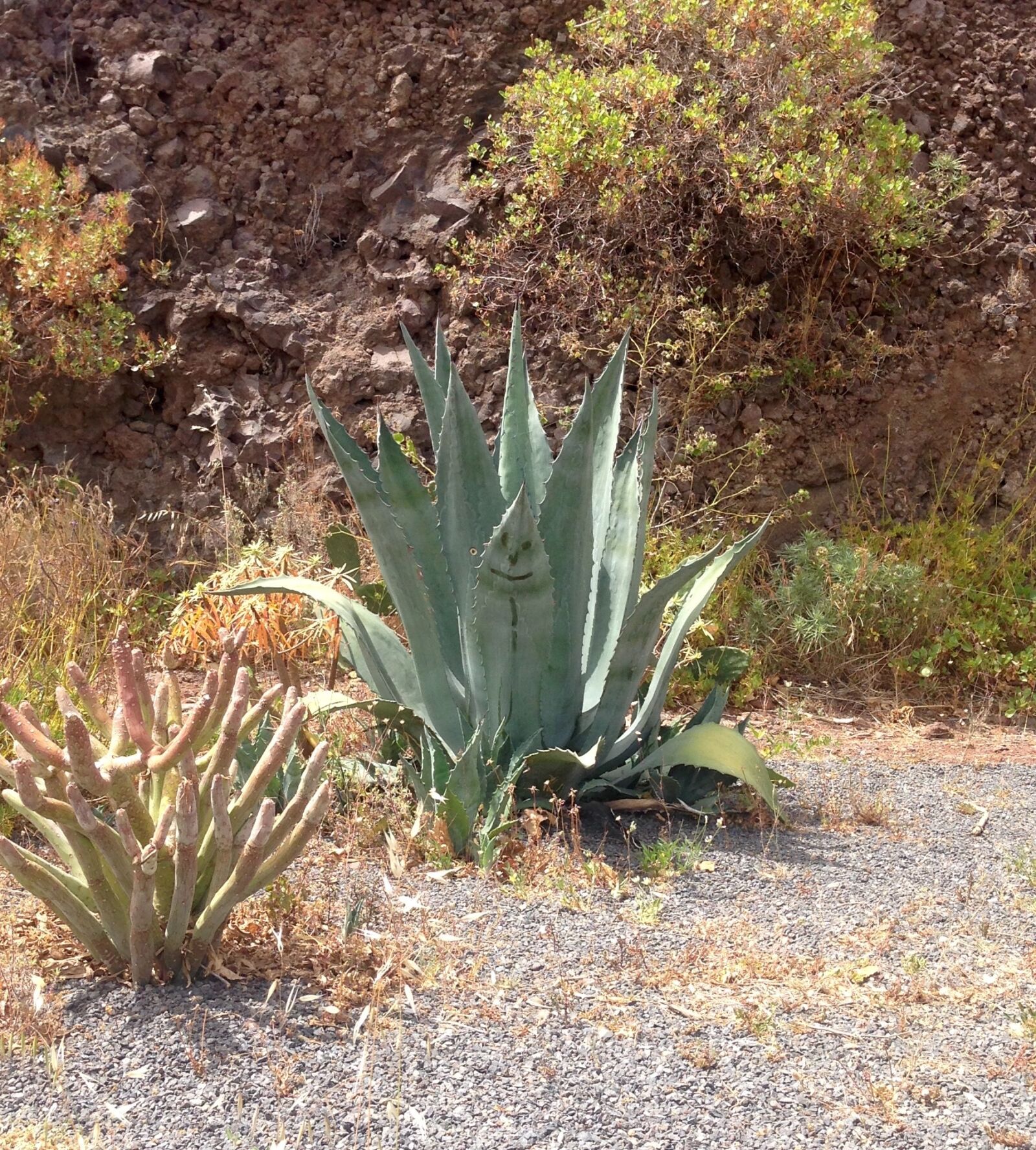 iPhone 5 back camera 4.12mm f/2.4 sample photo. Happy cactus, aloe, funny photography