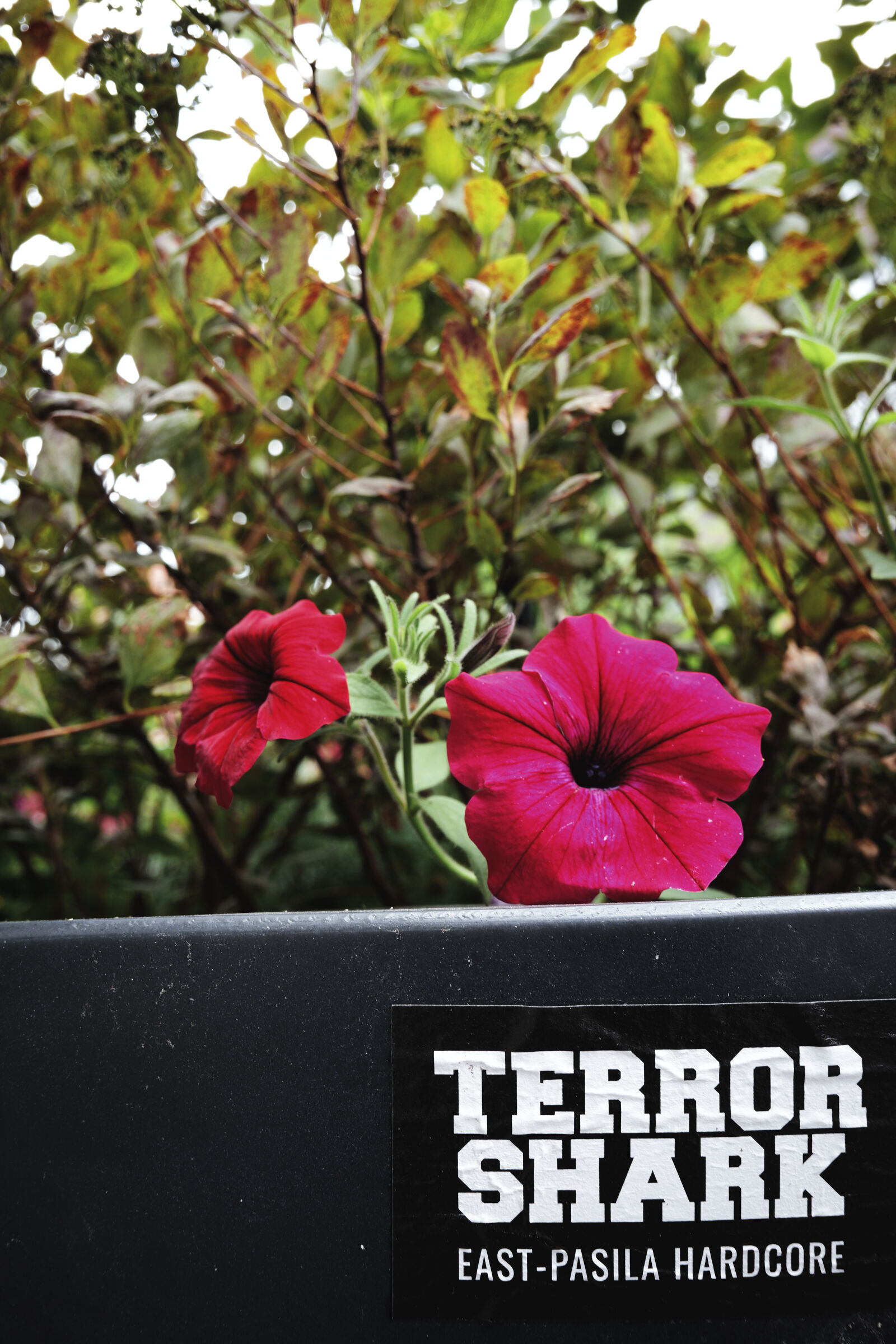 Panasonic Lumix DC-S9 sample photo. Terror shark flower photography