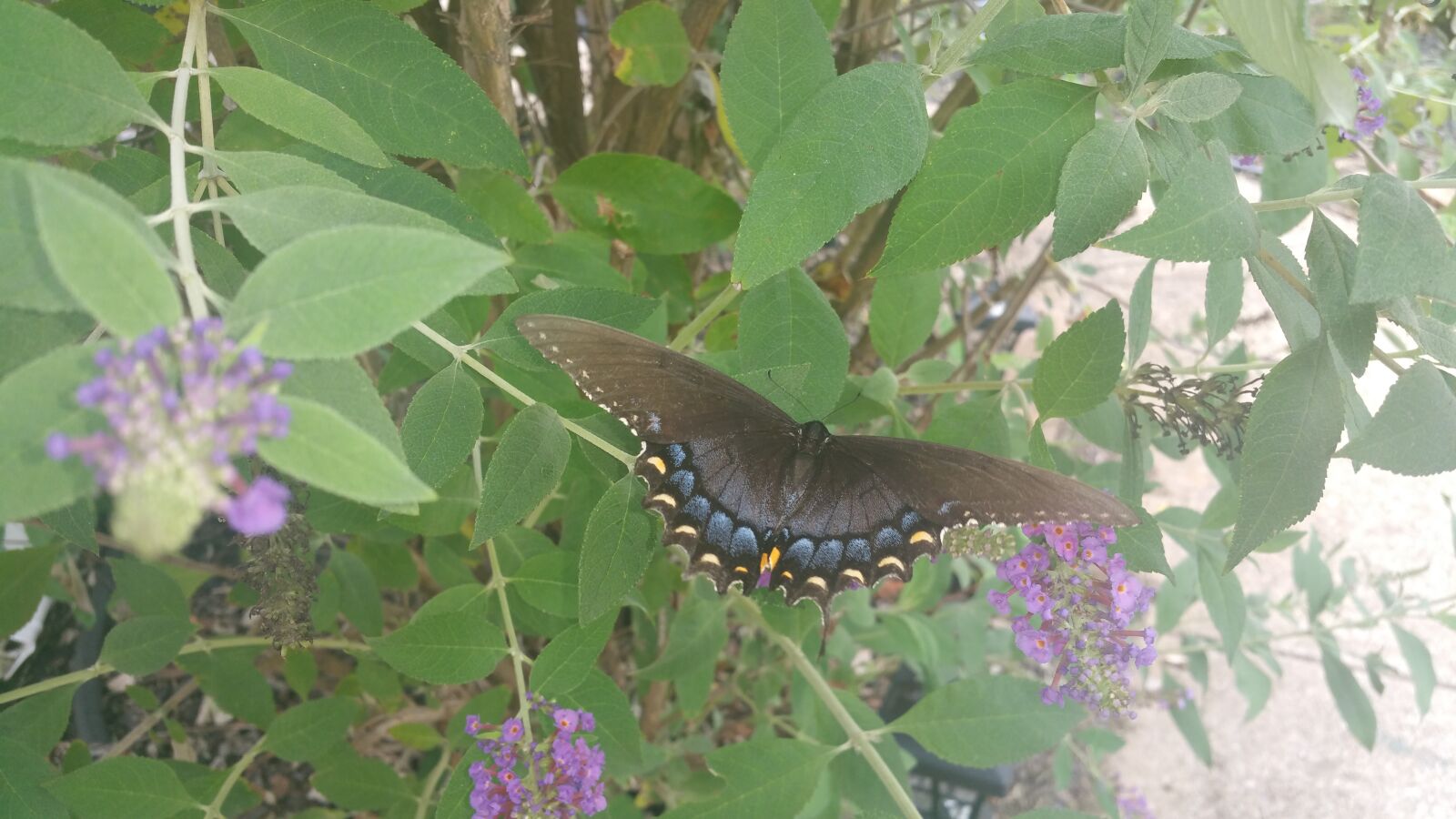 Samsung Galaxy Note4 sample photo. Butterfly, on, a, flower photography