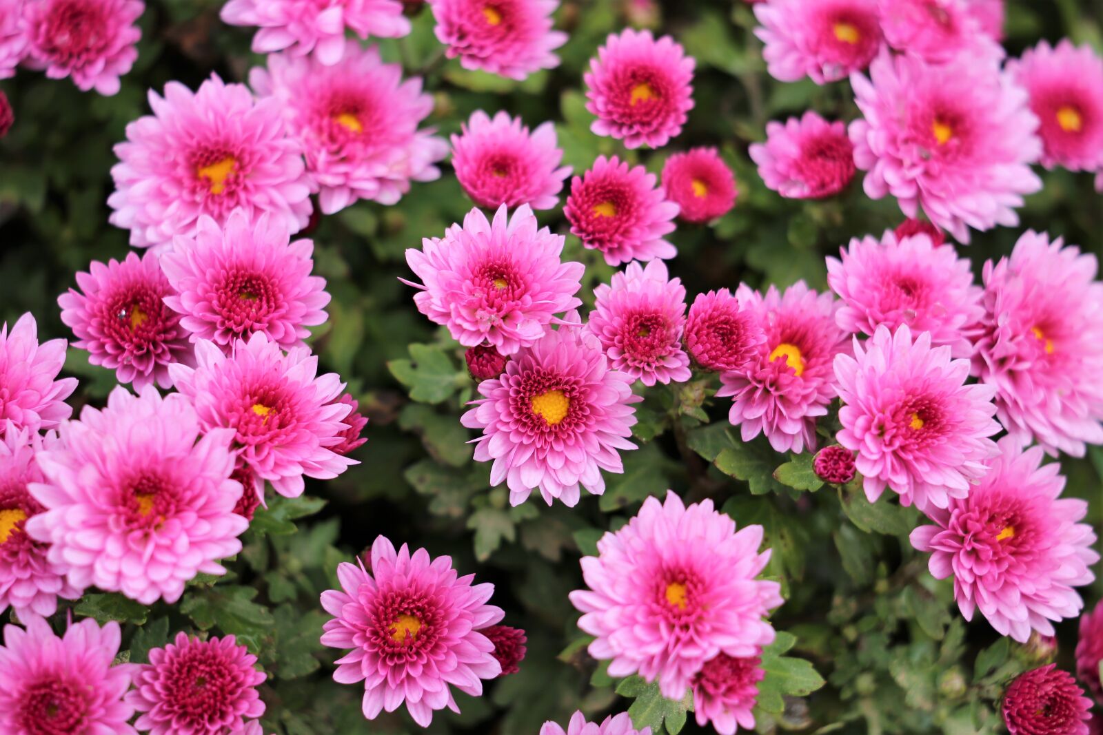 Canon EF 70-300 F4-5.6 IS II USM sample photo. Pink chrysanthemum, plant, flower photography