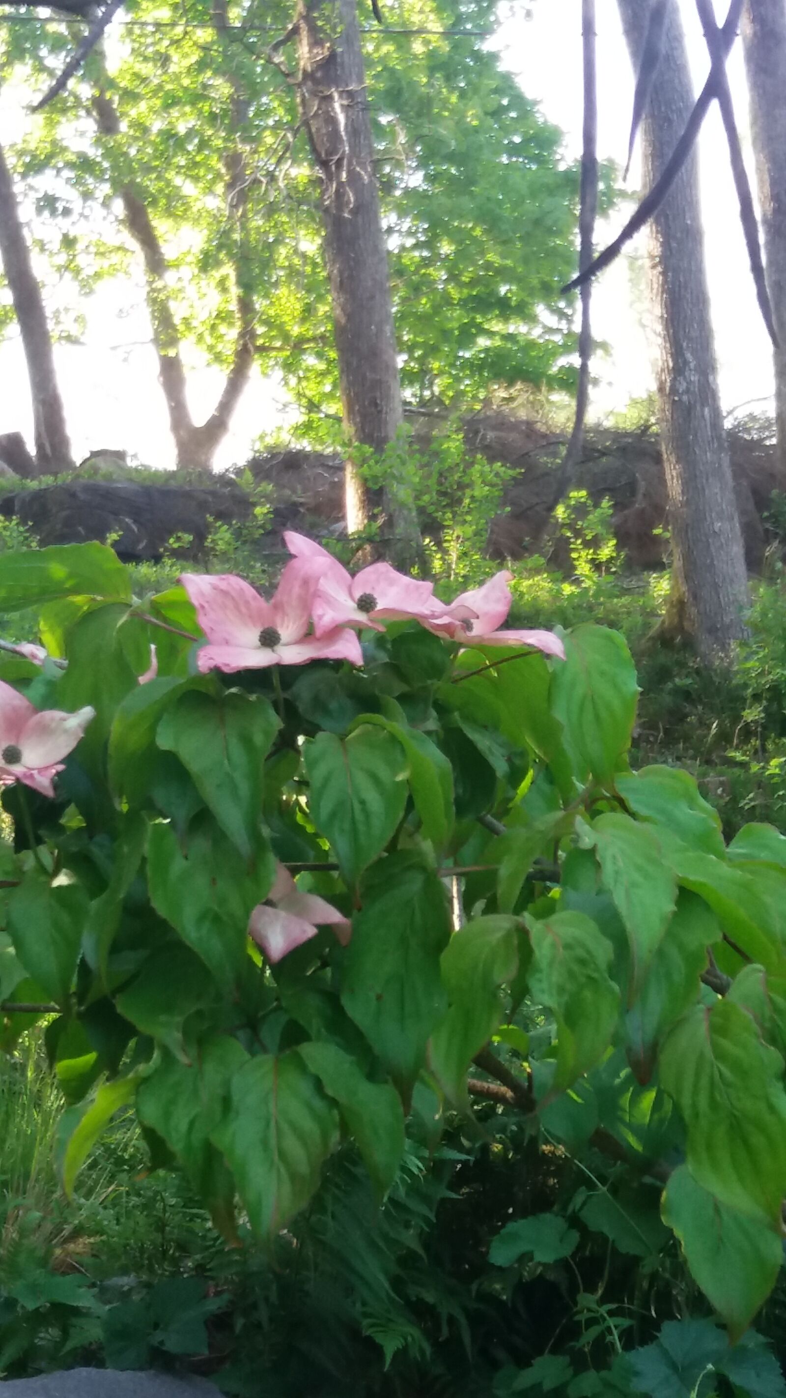 Samsung Galaxy J5 sample photo. Kornellblommor, june, the trunks photography