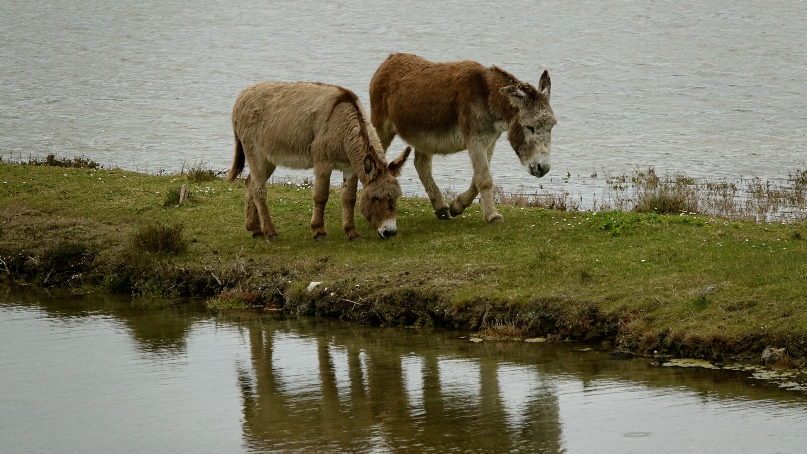 Sony Cyber-shot DSC-RX10 III sample photo. The donkeys of the photography