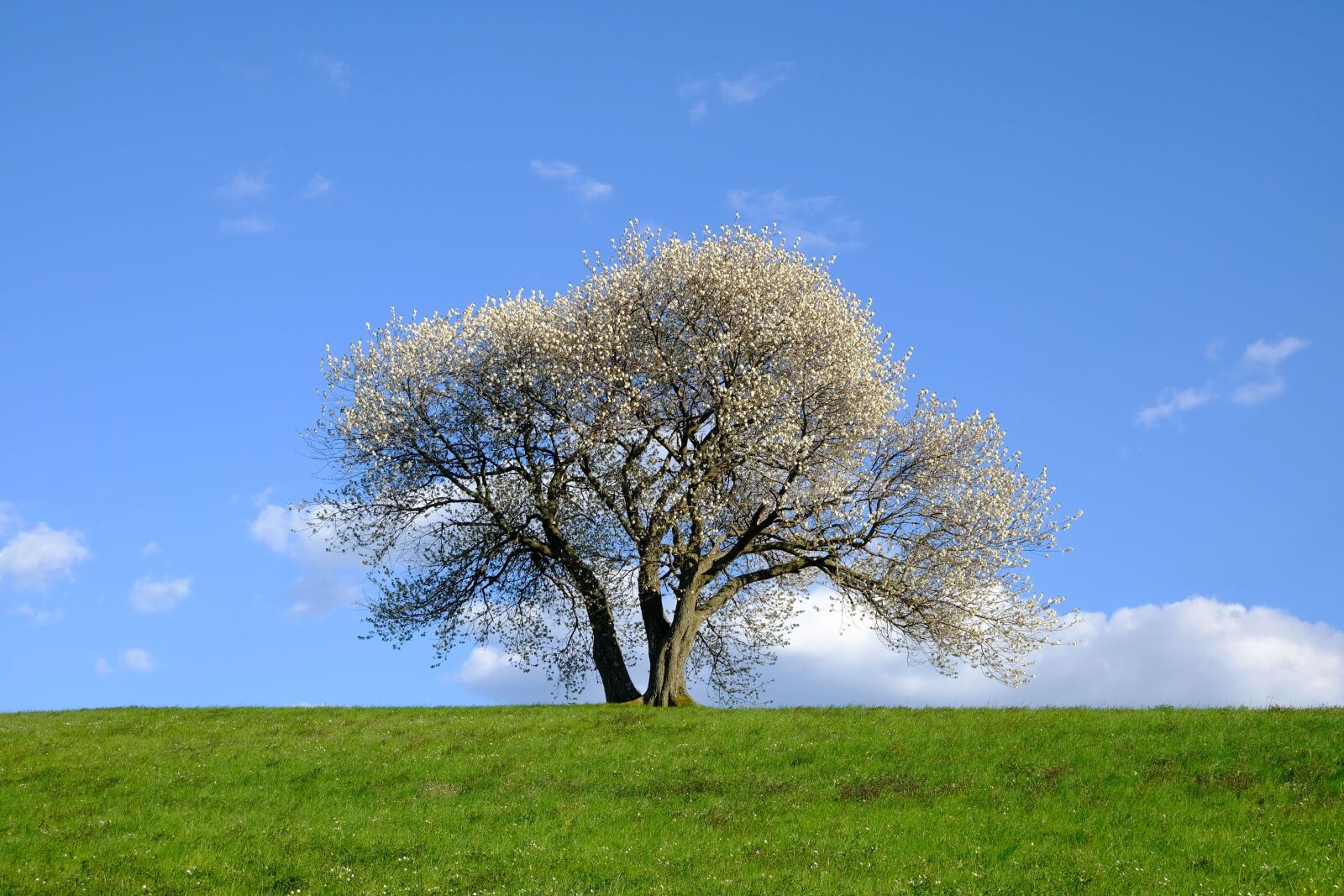 Fujifilm XC 15-45mm F3.5-5.6 OIS PZ sample photo. Nature, landscape, tree photography