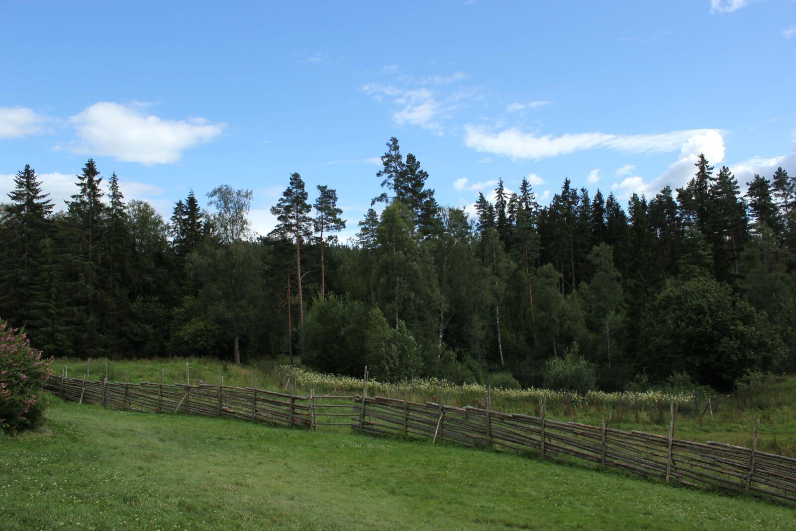 Canon EOS 550D (EOS Rebel T2i / EOS Kiss X4) sample photo. Forest, fields, summer day photography
