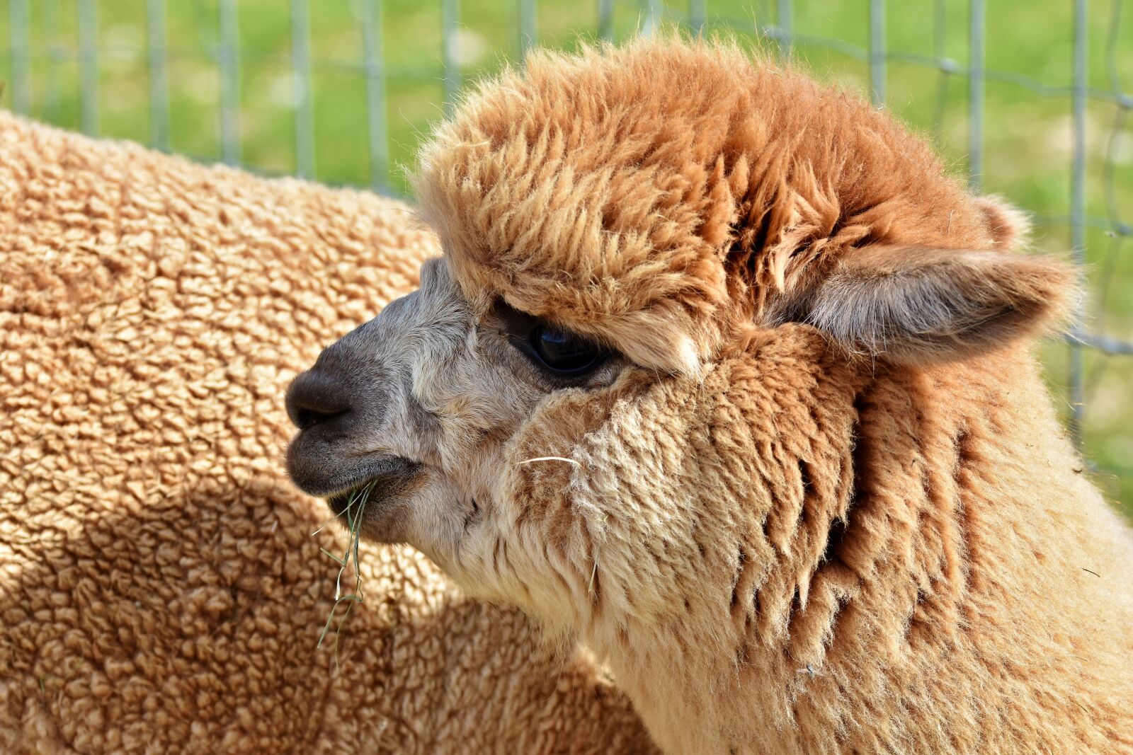 Nikon D7200 sample photo. Alpaca, camel, furry photography