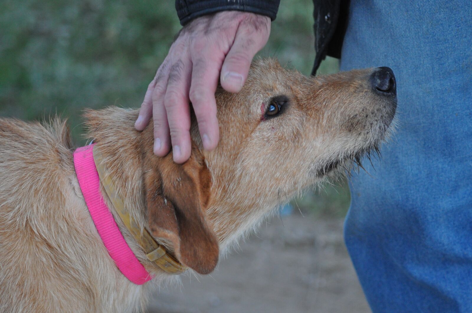 Nikon D5000 sample photo. Dog, pets, animal photography