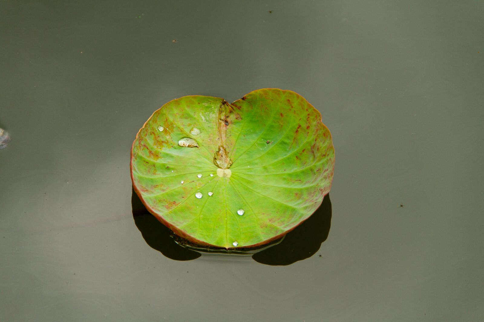 Canon EOS 7D sample photo. Lotus leaf, lotus, water photography