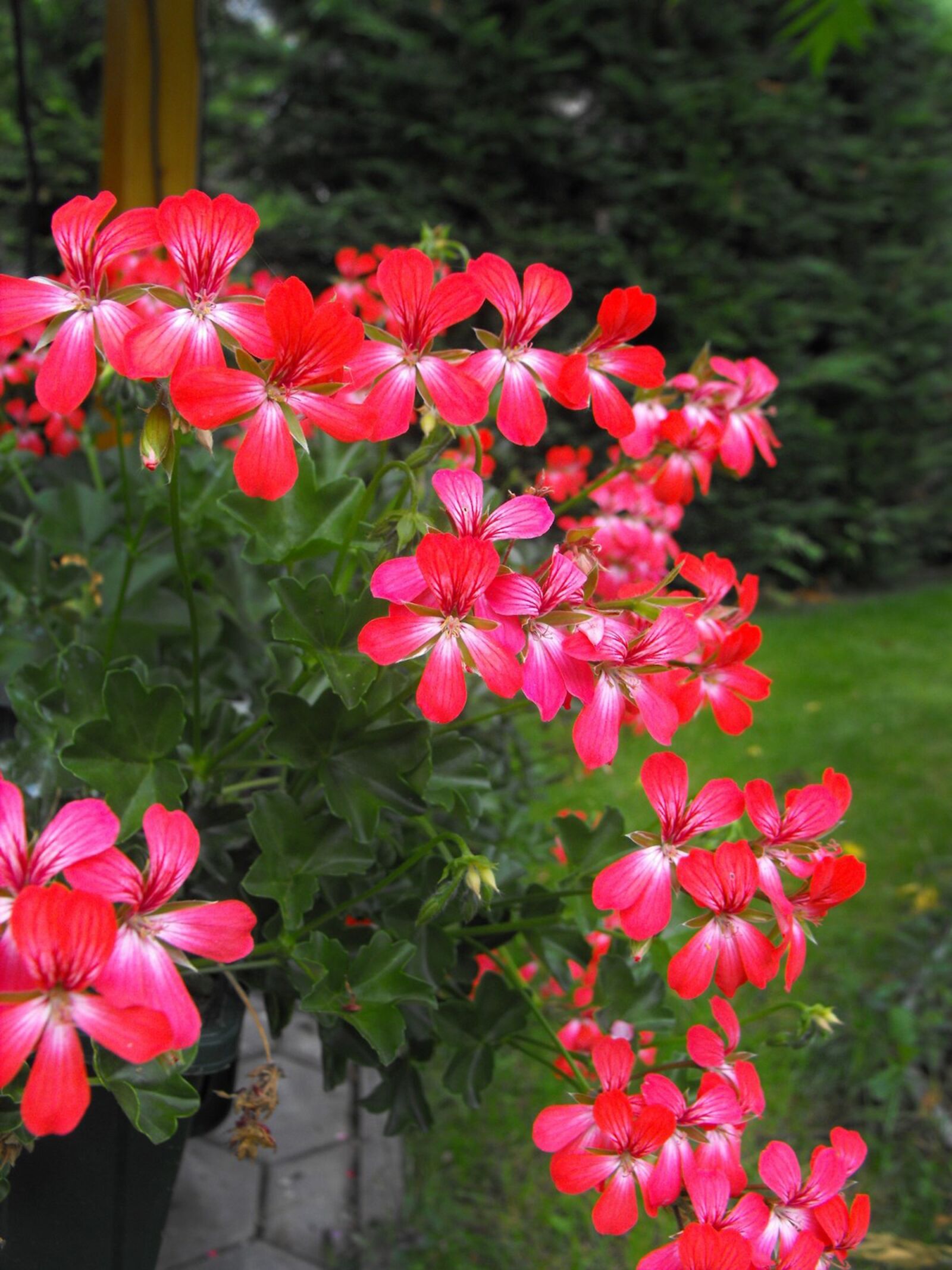 Fujifilm FinePix S1000fd sample photo. Flower, flowers, red photography
