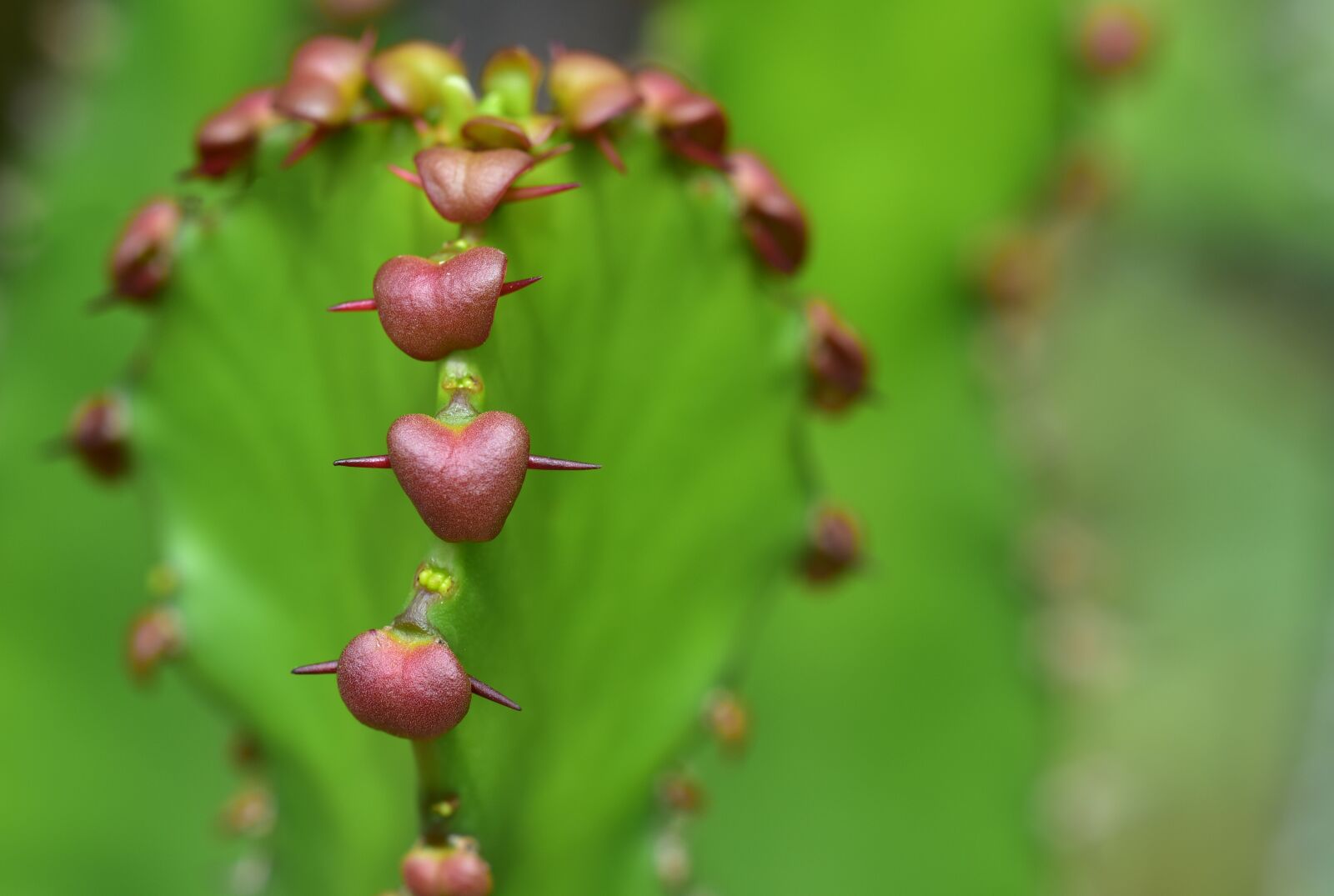 Nikon D750 sample photo. Cactus, spur, heart photography