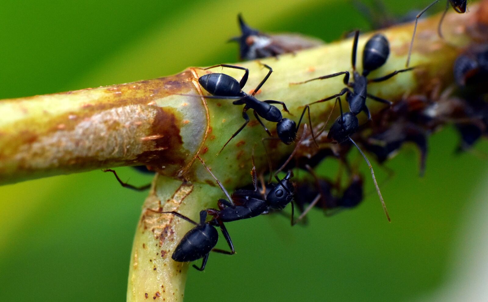 Nikon D5600 sample photo. Black ant, insect, garden photography