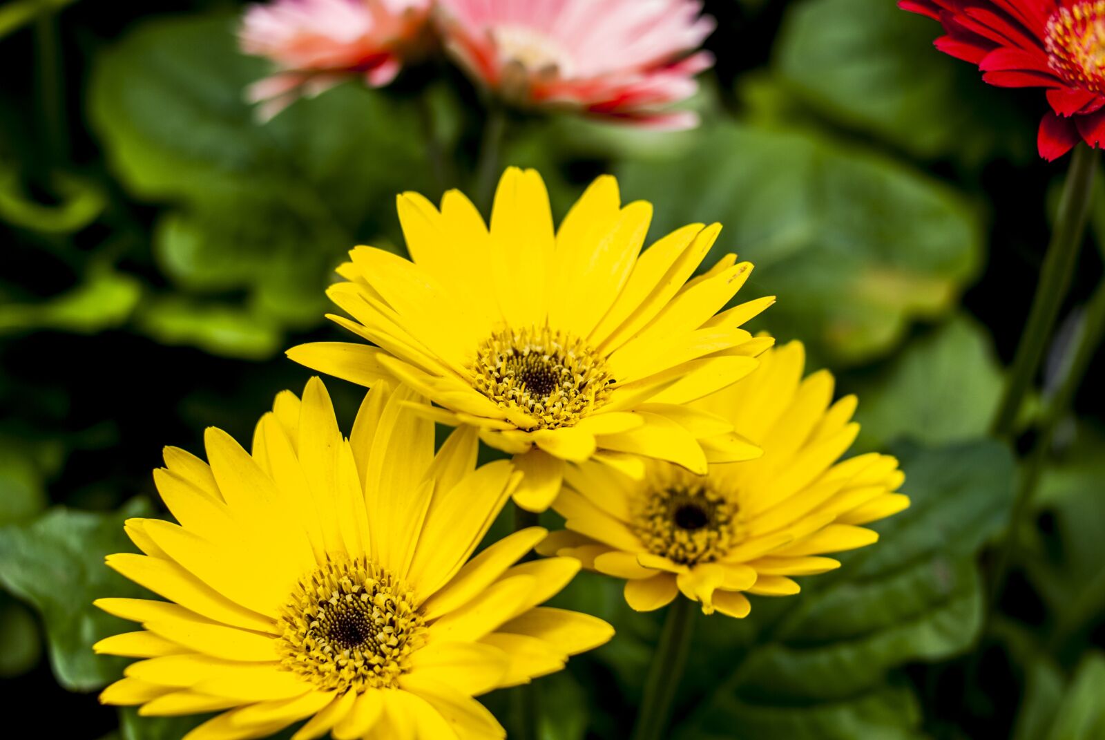 Nikon D60 sample photo. Linda flower, plant, flower photography
