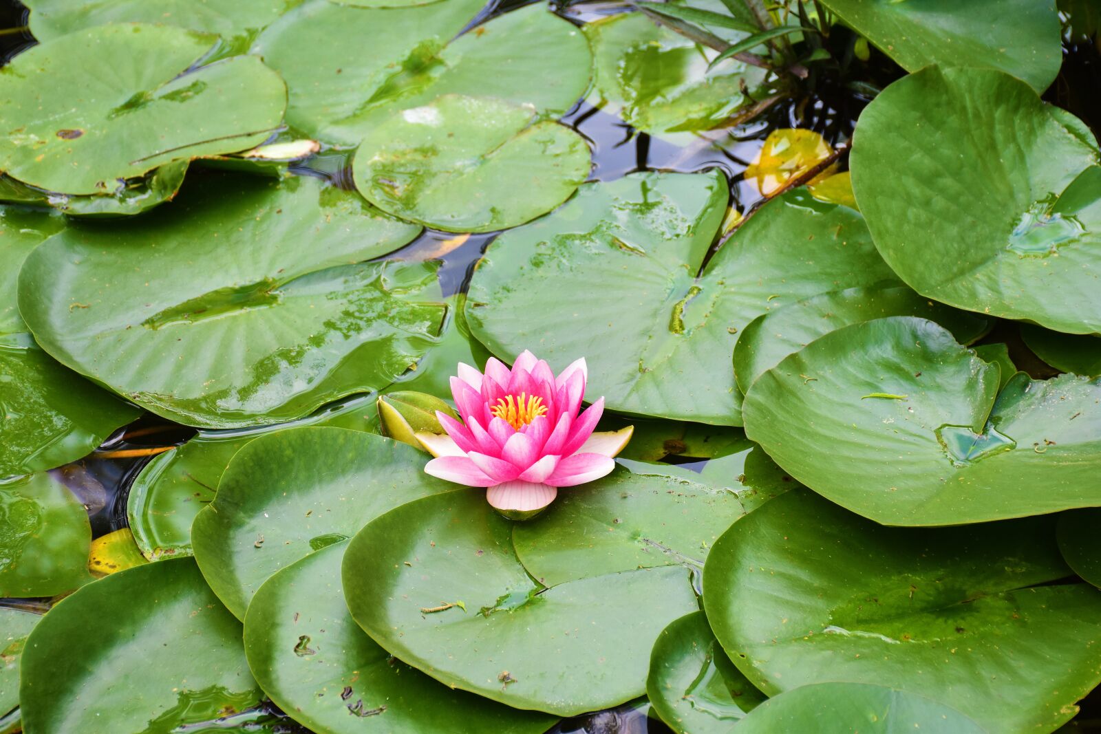 Nikon D5500 sample photo. Water lily, flower, pond photography